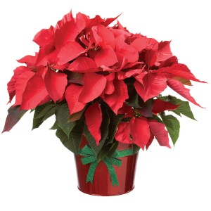 poinsettia